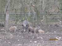 2014.03.15 - Possenlauf in Sondershausen-33